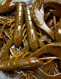 4" Chewin' Craws