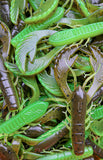 4" Chewin' Craws
