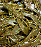 4" Chewin' Craws