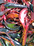 4" Chewin' Craws