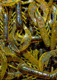 4" Chewin' Craws
