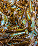 4" Chewin' Craws