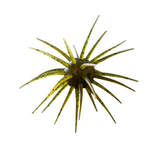 TMO Mutant