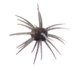 TMO Mutant